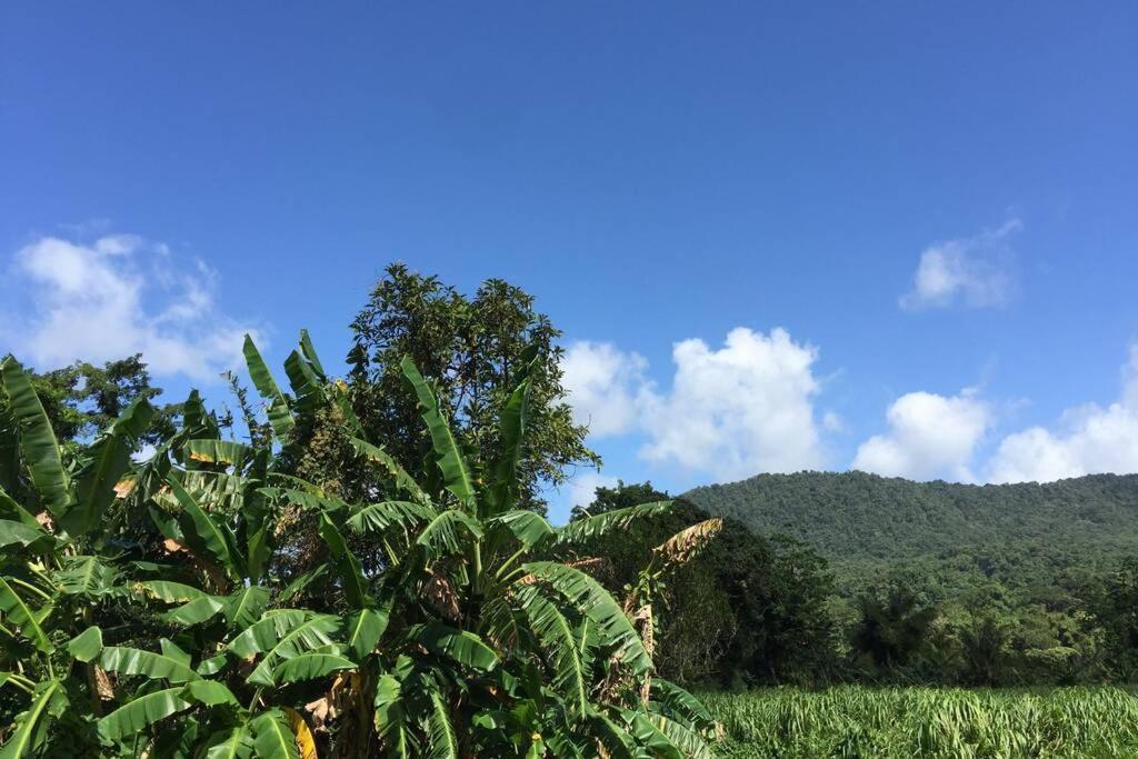 Le Morne-Rouge Logement En Pleine Verdure Tropicale -10 Min Plage מראה חיצוני תמונה