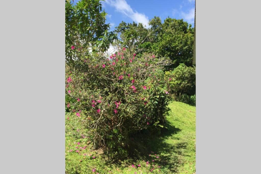 Le Morne-Rouge Logement En Pleine Verdure Tropicale -10 Min Plage מראה חיצוני תמונה